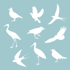 birds on a blue background