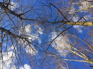 Konary drzew, brzóz, na tle niebieskiego, wiosennego nieba