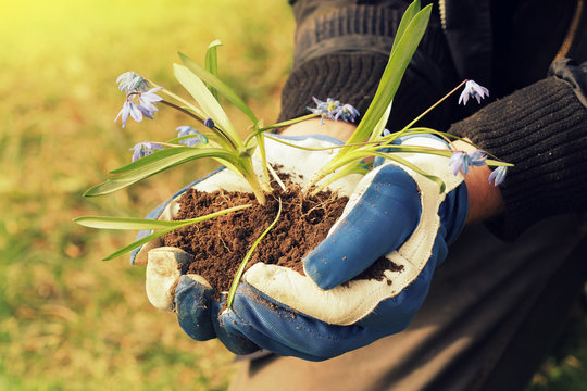 hands holding seedling flower with fertile soil