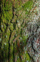texture pine bark