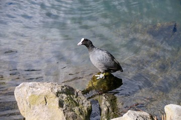 Coot macroule near pond

