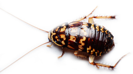 cockroach
