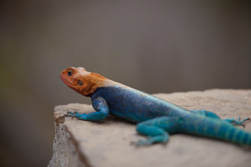Orange and blue Agama Lizard on a rock