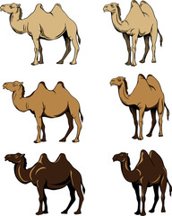 standing camel, three variants of the image of a camel , color, black, vector, drawing, decorative, ornamental 
