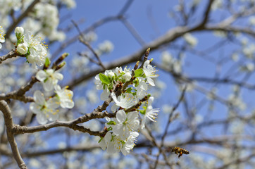 Bee on a flower of the white cherry blossoms.