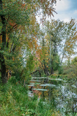 Fototapeta na wymiar The river among the trees in autumn 