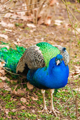 Fototapeta premium Male peacock outdoors.