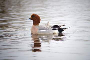 Eurasian Wigeon (Anas penelope), Lake Hornborga, Sweden