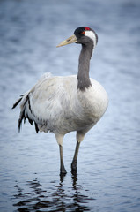 Common Crane (Grus grus), Lake Hornborga, Sweden