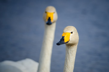 Obraz premium Whooper swans (Cygnus cygnus), Lake Hornborga, Sweden