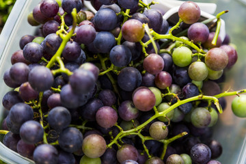 Harvesting Fresh Grapes