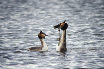 Great Crested Grebes (Podiceps cristatus) courtship, Lake Hornborga, Sweden