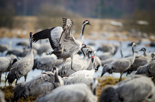 Common Cranes (Grus grus), Lake Hornborga, Sweden