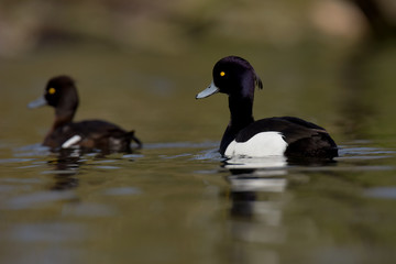 Tufted Duck, Aythya fuligula
