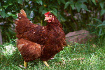 Free range chicken hen countryside farm