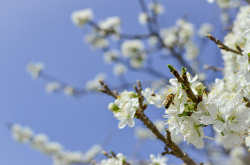 Bee on a flower of the white cherry blossoms.