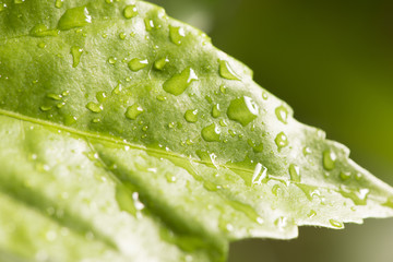 Nature detail of fresh green hibiscus leaf with water drops. Concept of freshness, growth and eco awareness.