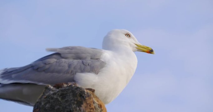 malaga sunny day seagull close up view 4k
