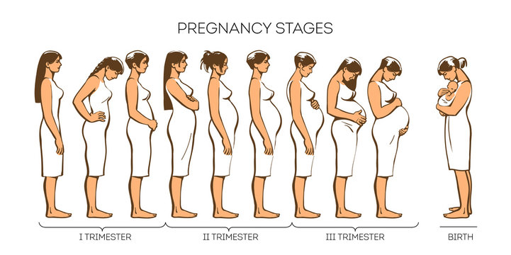 Stages of pregnancy, different women at different stages of pregnancy, vector illustration sketch hand-drawn style, types of trimesters in fertile women, infographics of pregnancy and childbirth