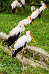 The milky stork (Mycteria cinerea). Big bird with yellow beak. Malaysia.