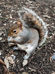 Squirrel Eating a Nut