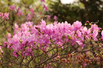 躑躅の花