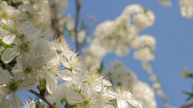 White Prunus cerasus blossom branch in front of blue sky early spring 4K 2160p UltraHD slow tilting video - Cherry tree flowers natural background 4K 3840X2160 UHD tilt footage 