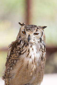 Close-up of cute owl
