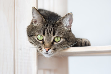 The head of a cat looks out because of the shelf. The cat lies on the shelf and looks out.