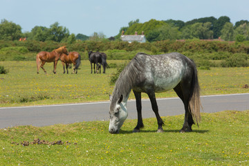 The New Forest Hampshire England UK with wild ponies grazing 