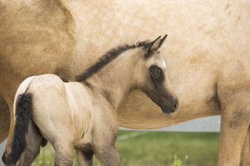 Palomino Fohlen mit Mutter