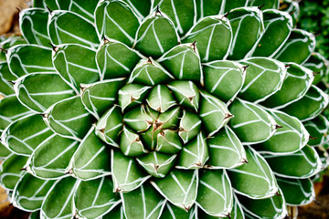 Agave victoriae-reginae Compacta / Cactus with nice symmetry that grows in Mexico and USA
