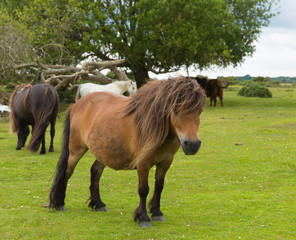 Wild pony English countryside New Forest Hampshire England UK