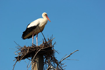 Male stork in the nest