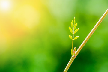 Young Leaves-New development and renewal as a business concept