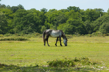 Gray wild pony New Forest Hampshire England UK