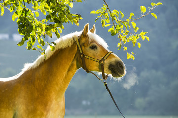 Haflinger Stute