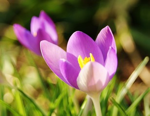 Colourful Spring Crocus.