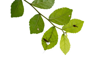 Naklejka na ściany i meble green tree leaf isolated