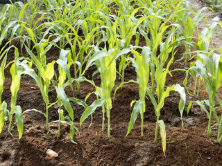  Sapling plant, prout of recently appeared corn