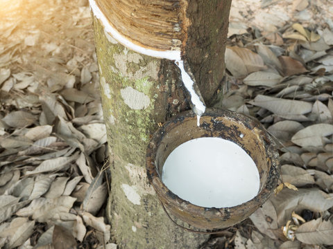 Milky latex extracted from natural rubber tree, Hevea Brasiliens