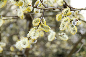 spring Festival/many flowers fluffy willow in the spring