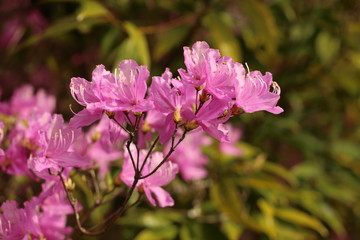 躑躅の花