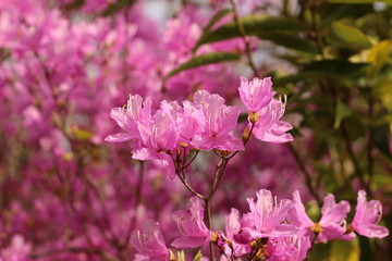 躑躅の花