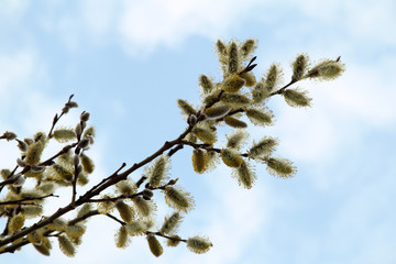 Spring flowering willow fur seals/blooming in the spring fluffy willow flowers