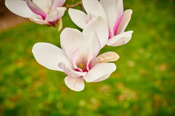 Fotobehang Magnolia Pink magnolia flowers in spring time / Magnolia tree blossom in spring garden