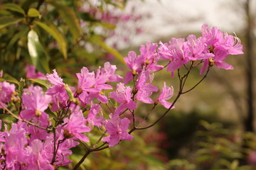 躑躅の花