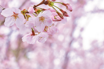 満開の桜