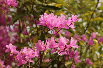 躑躅の花