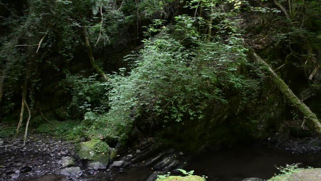 wild stream through a forest. Ehrbach canyon at mosel valley. (Brodenbach, germany) 

